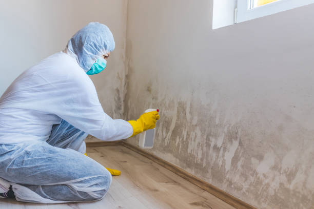 Licensed Attic Mold Removal service in Lexington, KY - WQB Mold Removal
