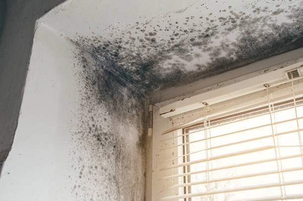 Affordable Attic Mold Removal solutions in Lexington, KY