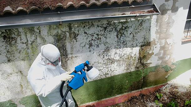 Top rated local Attic Mold Removal specialists in Lexington, KY